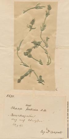 Chara vulgaris.jpg